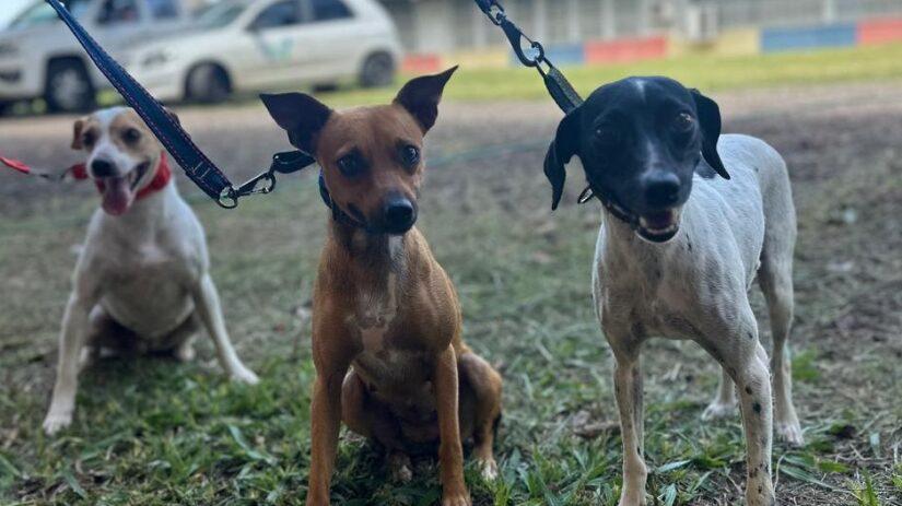 CastraPet vai beneficiar cães e gatos de 42 cidades em fevereiro